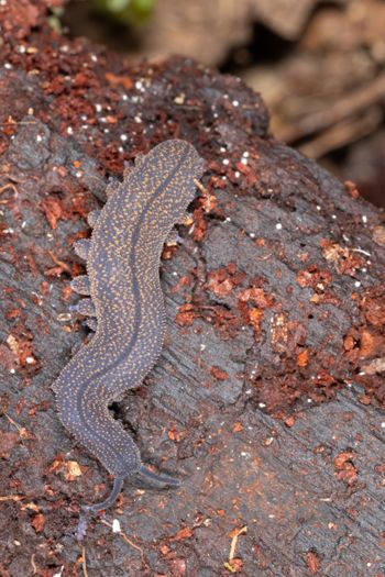 Media type: image;   Invertebrate Zoology 168056 Description: Digital photograph of specimen in life.;